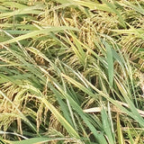 WGL-1246 Paddy Seeds