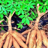 Gobo-Burdock root Papad-KarraPendalum Appadalu