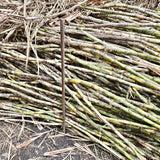 Organic SugarCane Jaggery