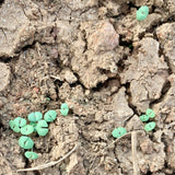 Chia Seeds For Cultivation