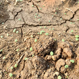 Chia Seeds For Cultivation