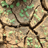 Chia Seeds For Cultivation