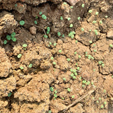 Chia Seeds For Cultivation