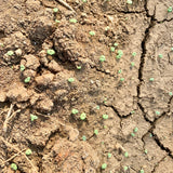 Chia Seeds For Cultivation