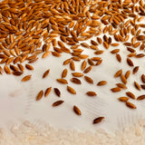 GobindBhog Rice-Bengal Aromatic Rice
