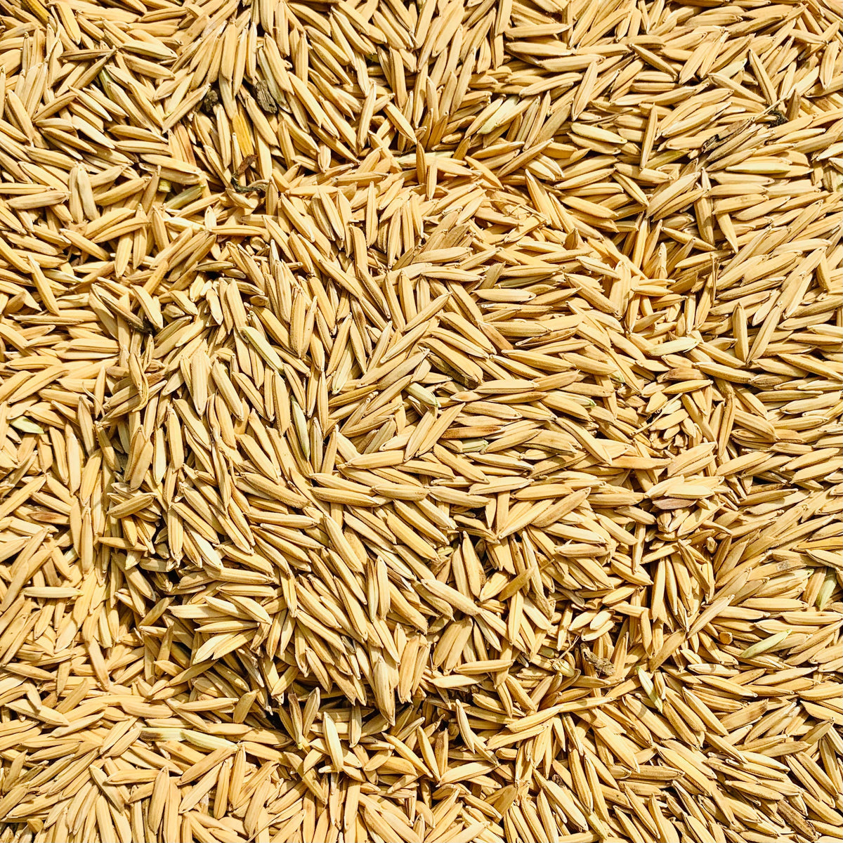 basmati rice seeds for planting Pusa Basmati 1718 Paddy Seeds – Vintage Farmers
