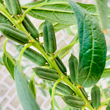 Cold Pressed Sesame Oil