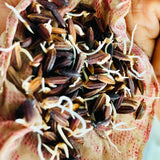 Manipuri Black Paddy Seeds-Chakhao Black Paddy