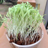 Germination Tested Brown-top millet Seeds Plantation from Vintage Farmers brand Mana Velugu