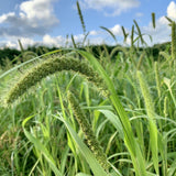Vintage Farmers Brand Mana velugu Foxtail Millets Crop Seeds 1Kg