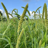 Vintage Farmers Brand Mana velugu Foxtail Millets Crop Seeds 1Kg