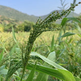Germination Tested Brown-top millet Seeds Plantation from Vintage Farmers brand Mana Velugu
