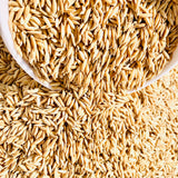 WGL-1119 Paddy Seeds