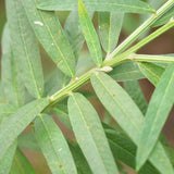 Sunn Hemp Seeds-Janumu Vithanalu