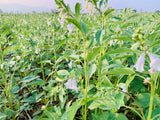 Sesame Seeds-Edible