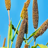 Natural Bajra Flour-Gantelu-Pearl Millet Flour 1 Kg