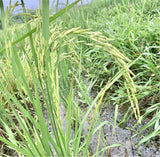Pusa Basmati 1509 Paddy Seeds