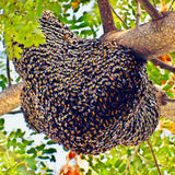 Unprocessed Raw Wild Honey