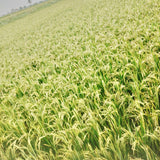 WGL 962 Paddy Seeds