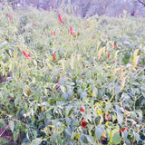 Kashmiri Red Chilli Powder-Natural Lal Mirchi