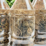 11 Araku Valley Roots For Hair Oil-1 Bottle
