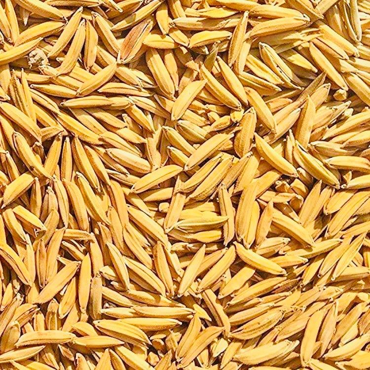 basmati rice seeds for planting Pusa Basmati 1509 Paddy Seeds – Vintage Farmers