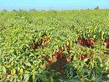 Guntur Whole Red Mirchi-Natural Raw Chilli