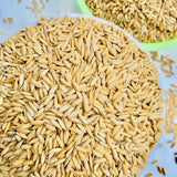 BPT 5204-Samba-Sona-Brown Paddy Seeds