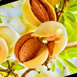 Kashmiri Kagazi Badam-Paper Shell Almonds