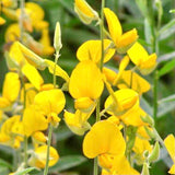 Sunn Hemp Seeds-Janumu Vithanalu