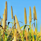 Natural Pearl Millet Seeds-Bajra Seeds-Gantelu