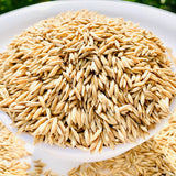 WGL-1119 Paddy Seeds