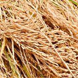Scented Rice-Sugandha Paddy Seeds-1 Kg Pack
