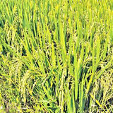 Diabetic Rice-Diafit RNR-15048-Sugarless Rice