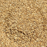 WGL 962 Paddy Seeds