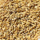 WGL 962 Paddy Seeds
