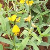 Sunn Hemp Seeds-Janumu Vithanalu