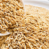 WGL-1119 Paddy Seeds