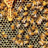 Stingless-Little Bee Raw Honey