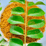 Spicy Curry Leaves Powder-Karvepaaku Podi