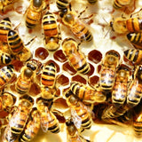 Stingless-Little Bee Raw Honey