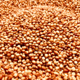 Red Sorghum Seeds-Lal Jowar-Yerra Jonnalu