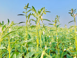 Sesame Seeds-Edible