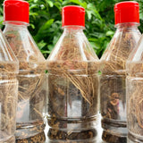 11 Araku Valley Roots For Hair Oil-1 Bottle
