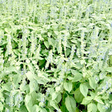 Chia Seeds For Cultivation