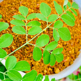 Moringa-Drumsticks Tree Leafs Spicy Mix