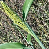 Green Sorghum Seeds For Cultivation-Jowar-Pacha Jonnalu