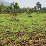 Black Gram Seeds from Mana Velugu Vintage Farmers