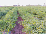 Guntur Whole Red Mirchi-Natural Raw Chilli