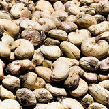 Super Count-Large Premium Kaju-Cashew Nuts